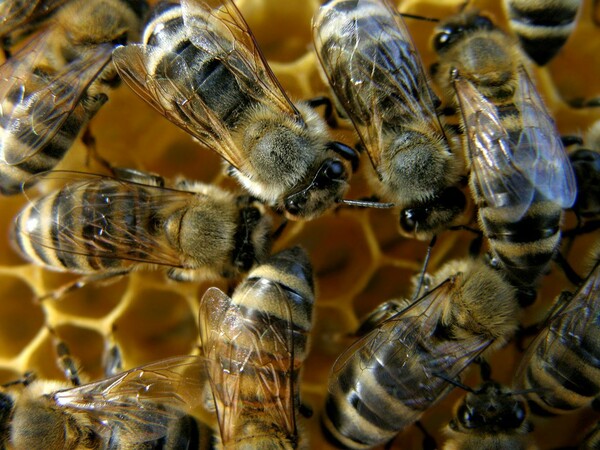 Συναγερμός στην Ευρώπη για το "έλλειμμα μελισσών"