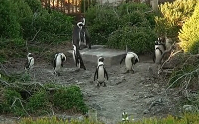 Οι κάτοικοι του Κέιπ Τάουν τα βάζουν με τους πιγκουίνους