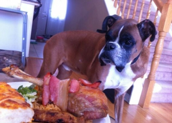 Το τελευταίo γεύμα ενός καρκινοπαθή σκύλου που ετοίμασε ο ιδιοκτήτης του