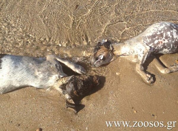 Πάρος: Δυο σκυλιά πνιγμένα με σύρμα βρέθηκαν απο τουρίστες