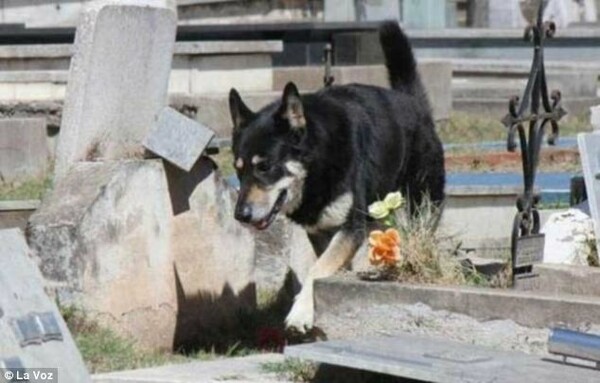 Σκύλος μένει επί έξι χρόνια δίπλα στον τάφο του αφεντικού του