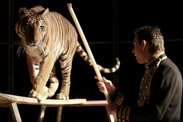 Tίγρης επιτέθηκε στον θηριοδαμαστή σε τσίρκο στην Ισπανία