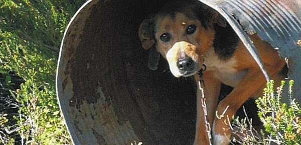 Έξι μήνες φυλακή σε κτηνοτρόφους για τα “βαρελόσκυλα”
