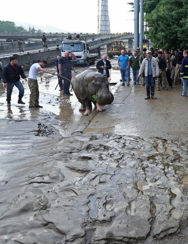 Χάος στην Τιφλίδα - Άγρια ζώα ελεύθερα στην πόλη και νεκροί από τις πλημμύρες