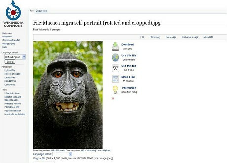 Η wikipedia δεν κατεβάζει φωτογραφία επειδή θεωρεί ότι ανήκει σε μια μαϊμού