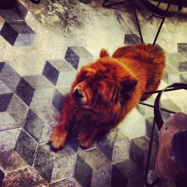 #LIFOPETS (61): Αυτά είναι τα κατοικίδιά μας