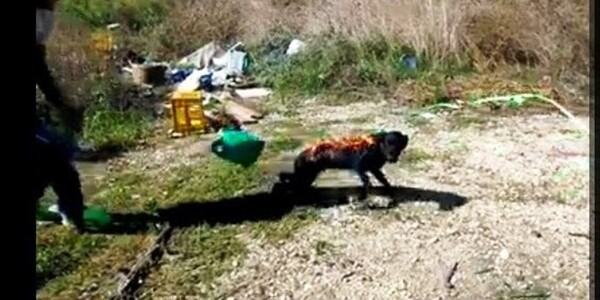 Ρομά στην Άρτα έκαψαν ζωντανό σκύλο