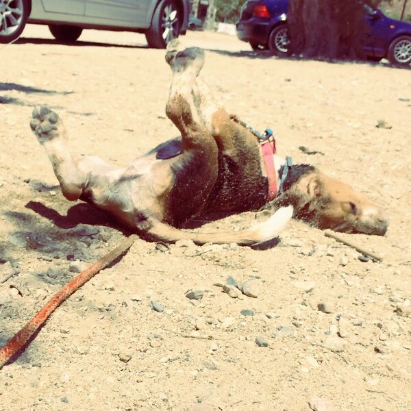 #LIFOPETS (61): Αυτά είναι τα κατοικίδιά μας