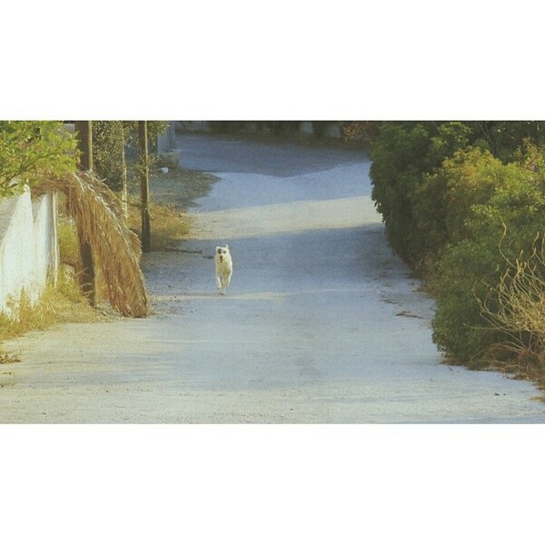 #LIFOPETS (60): Αυτά είναι τα κατοικίδιά μας