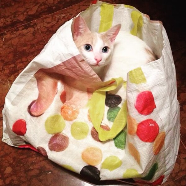 #LIFOPETS (111): Αυτά είναι τα κατοικίδιά μας