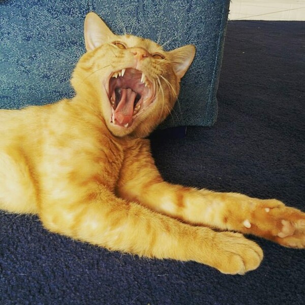 #LIFOPETS (113): Αυτά είναι τα κατοικίδιά μας