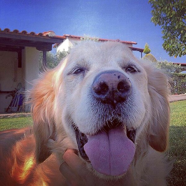 #LIFOPETS (113): Αυτά είναι τα κατοικίδιά μας