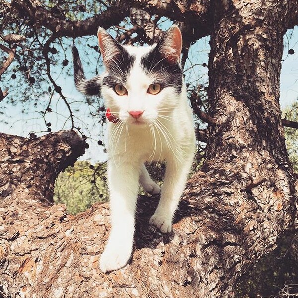 #LIFOPETS (113): Αυτά είναι τα κατοικίδιά μας