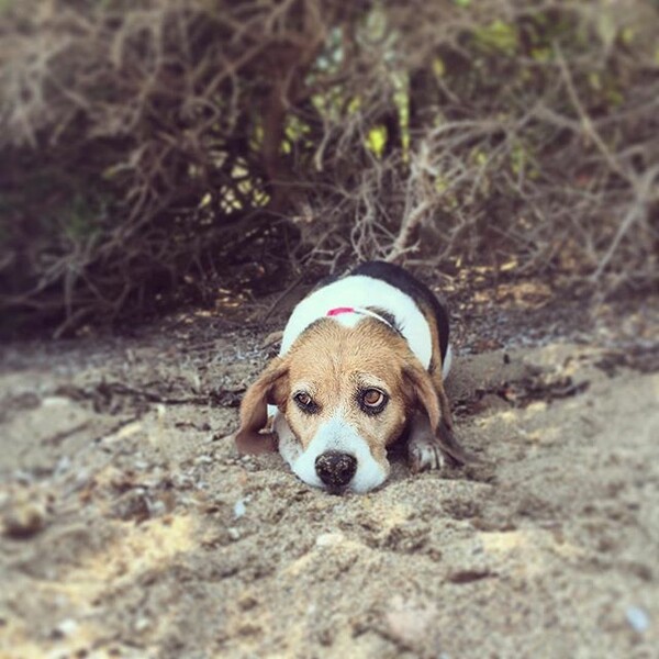 #LIFOPETS (111): Αυτά είναι τα κατοικίδιά μας