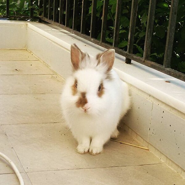 #LIFOPETS (115): Αυτά είναι τα κατοικίδιά μας