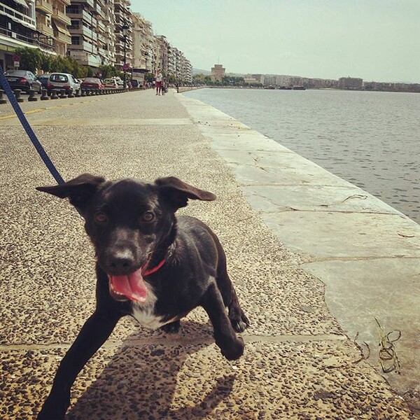 #LIFOPETS (119): Αυτά είναι τα κατοικίδιά μας