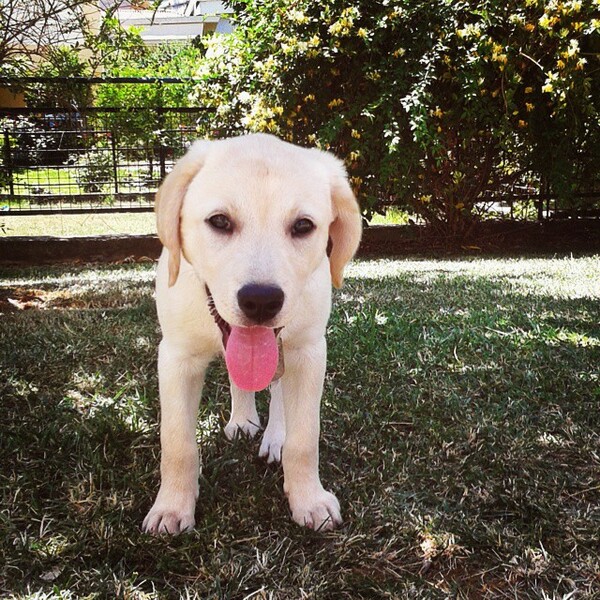 #LIFOPETS(109): Αυτά είναι τα κατοικίδιά μας