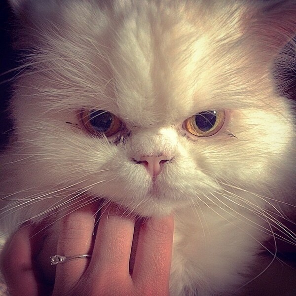 #LIFOPETS (89): Αυτά είναι τα κατοικίδιά μας