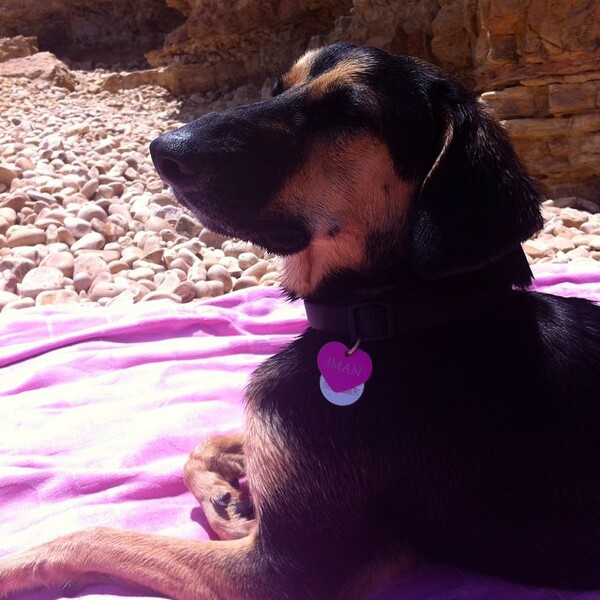 #LIFOPETS (61): Αυτά είναι τα κατοικίδιά μας