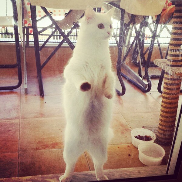 #LIFOPETS (91): Αυτά είναι τα κατοικίδιά μας