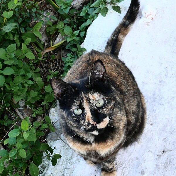 #LIFOPETS(96): Αυτά είναι τα κατοικίδιά μας