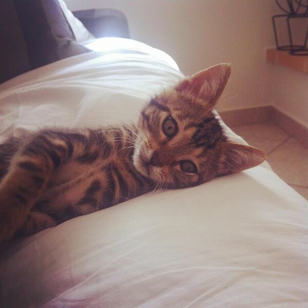#LIFOPETS (125): Αυτά είναι τα κατοικίδιά μας
