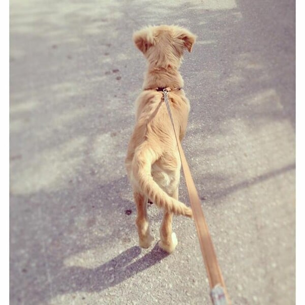 #LIFOPETS (128): Αυτά είναι τα κατοικίδιά μας
