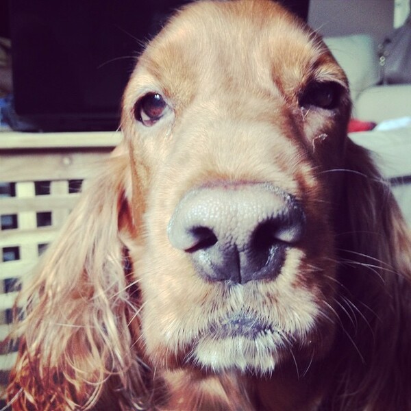 #LIFOPETS (60): Αυτά είναι τα κατοικίδιά μας