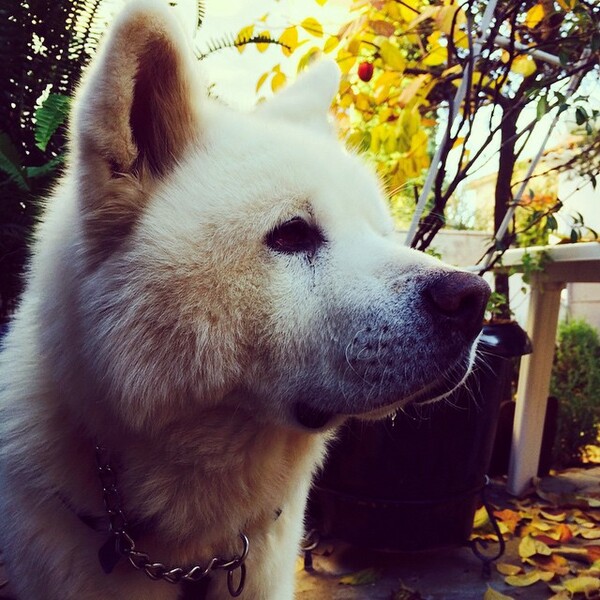 #LIFOPETS (78): Αυτά είναι τα κατοικίδιά μας