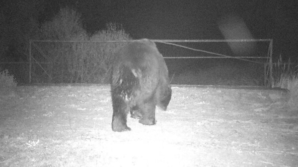 Αρκούδες εμφανίστηκαν στην ζώνη αποκλεισμού του Τσερνομπίλ