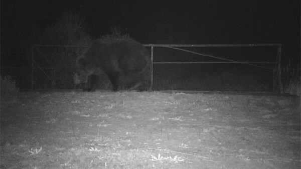 Αρκούδες εμφανίστηκαν στην ζώνη αποκλεισμού του Τσερνομπίλ