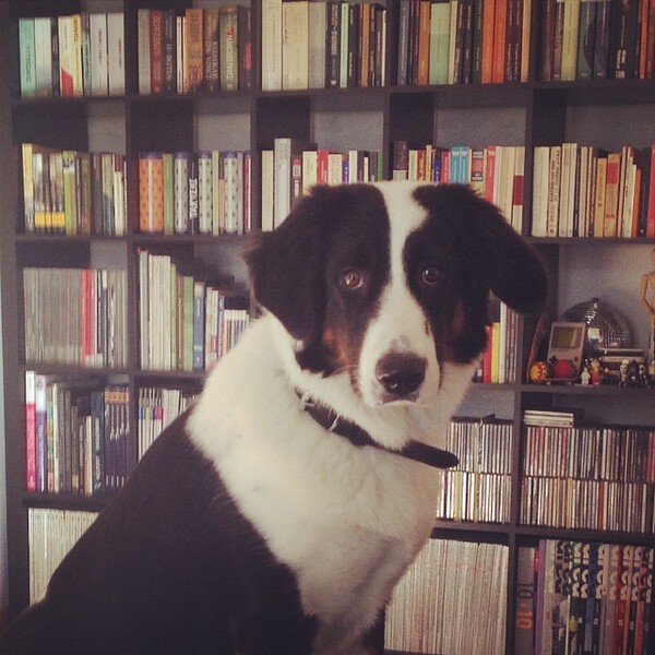 #LIFOPETS (93): Αυτά είναι τα κατοικίδιά μας