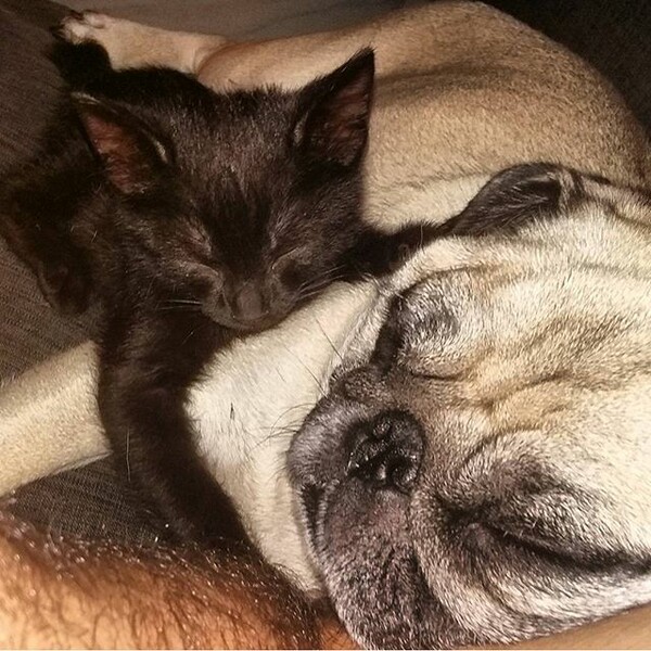 #LIFOPETS (125): Αυτά είναι τα κατοικίδιά μας