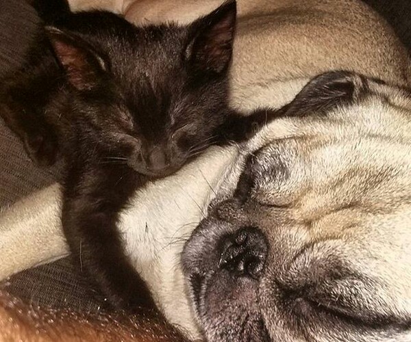 #LIFOPETS (125): Αυτά είναι τα κατοικίδιά μας