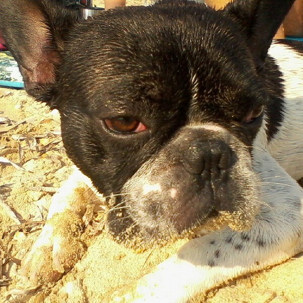 #LIFOPETS (63): Αυτά είναι τα κατοικίδιά μας