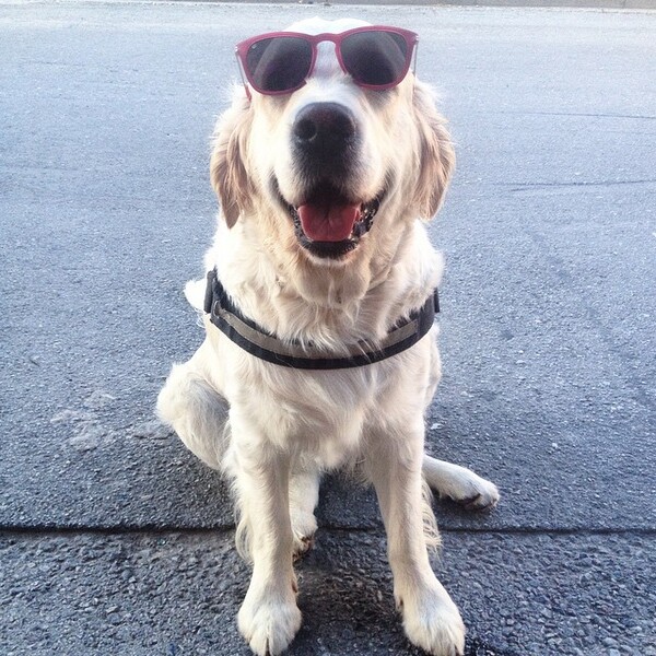 #LIFOPETS(107): Αυτά είναι τα κατοικίδιά μας