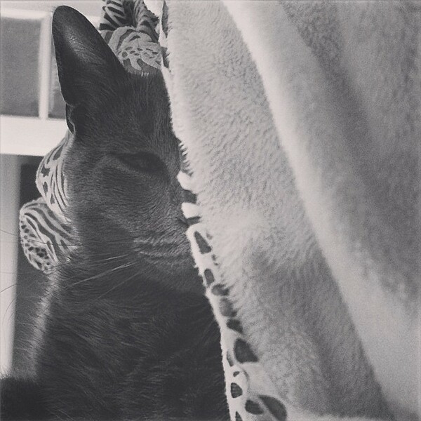 #LIFOPETS(102): Αυτά είναι τα κατοικίδιά μας