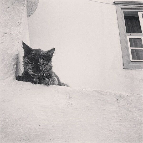 #LIFOPETS(107): Αυτά είναι τα κατοικίδιά μας