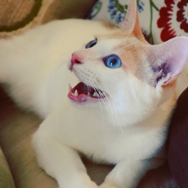 #LIFOPETS (113): Αυτά είναι τα κατοικίδιά μας