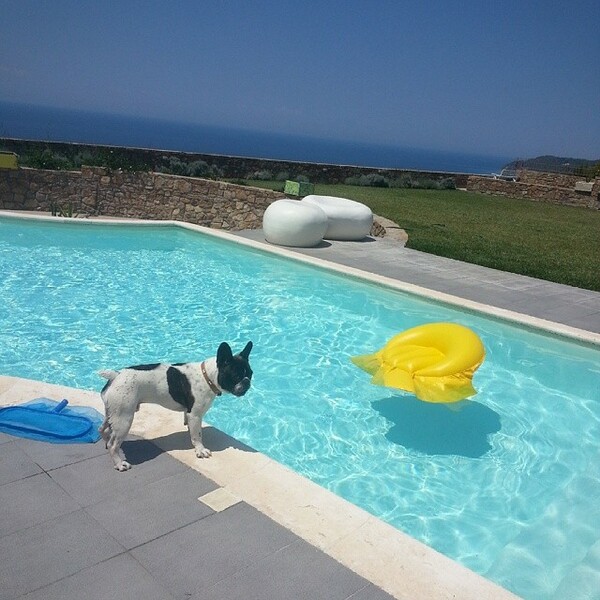 #LIFOPETS (61): Αυτά είναι τα κατοικίδιά μας