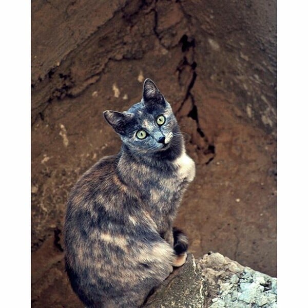 #LIFOPETS (128): Αυτά είναι τα κατοικίδιά μας