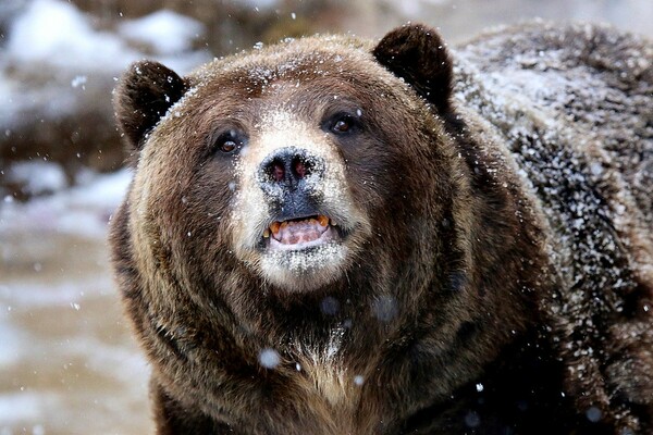 Cocaine Bear : Η ταινία για τη ζωή της αρκούδας που πέθανε από υπερβολική δόση κοκαΐνης κάνει πάταγο πριν ακόμα γυριστεί