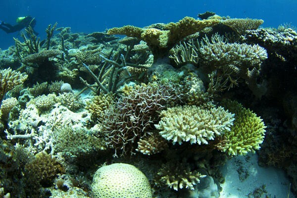 Τα αντηλιακά "σκοτώνουν" τα κοράλια