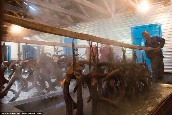 Σοκαριστικά βασανιστήρια σε ελάφια στη Ρωσία - Σκληρές εικόνες από φάρμες για ακρωτηριασμό των κεράτων τους