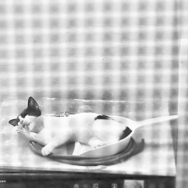#LIFOPETS (61): Αυτά είναι τα κατοικίδιά μας