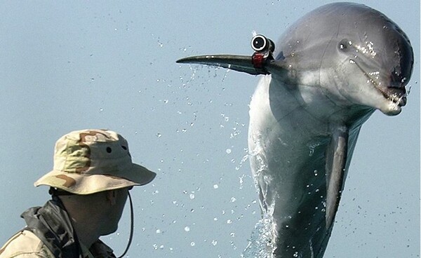 Στη Ρωσία και τα εκπαιδευμένα δελφίνια του Ουκρανικού πολεμικού ναυτικού