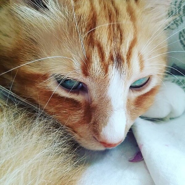 #LIFOPETS (125): Αυτά είναι τα κατοικίδιά μας