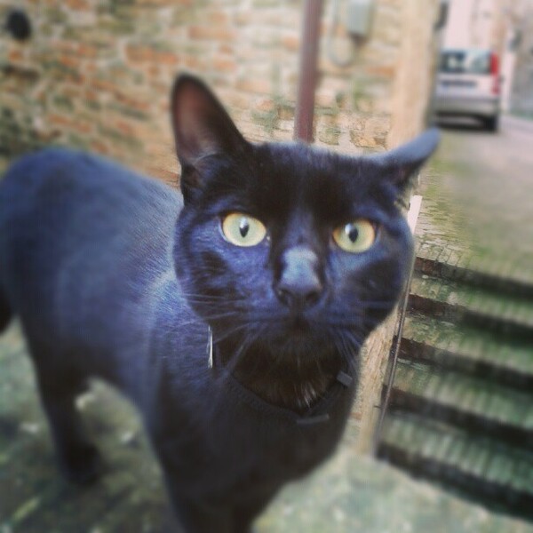 #LIFOPETS (88): Αυτά είναι τα κατοικίδιά μας