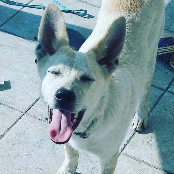#LIFOPETS (128): Αυτά είναι τα κατοικίδιά μας