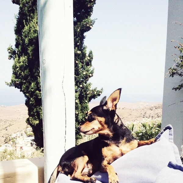 #LIFOPETS (61): Αυτά είναι τα κατοικίδιά μας